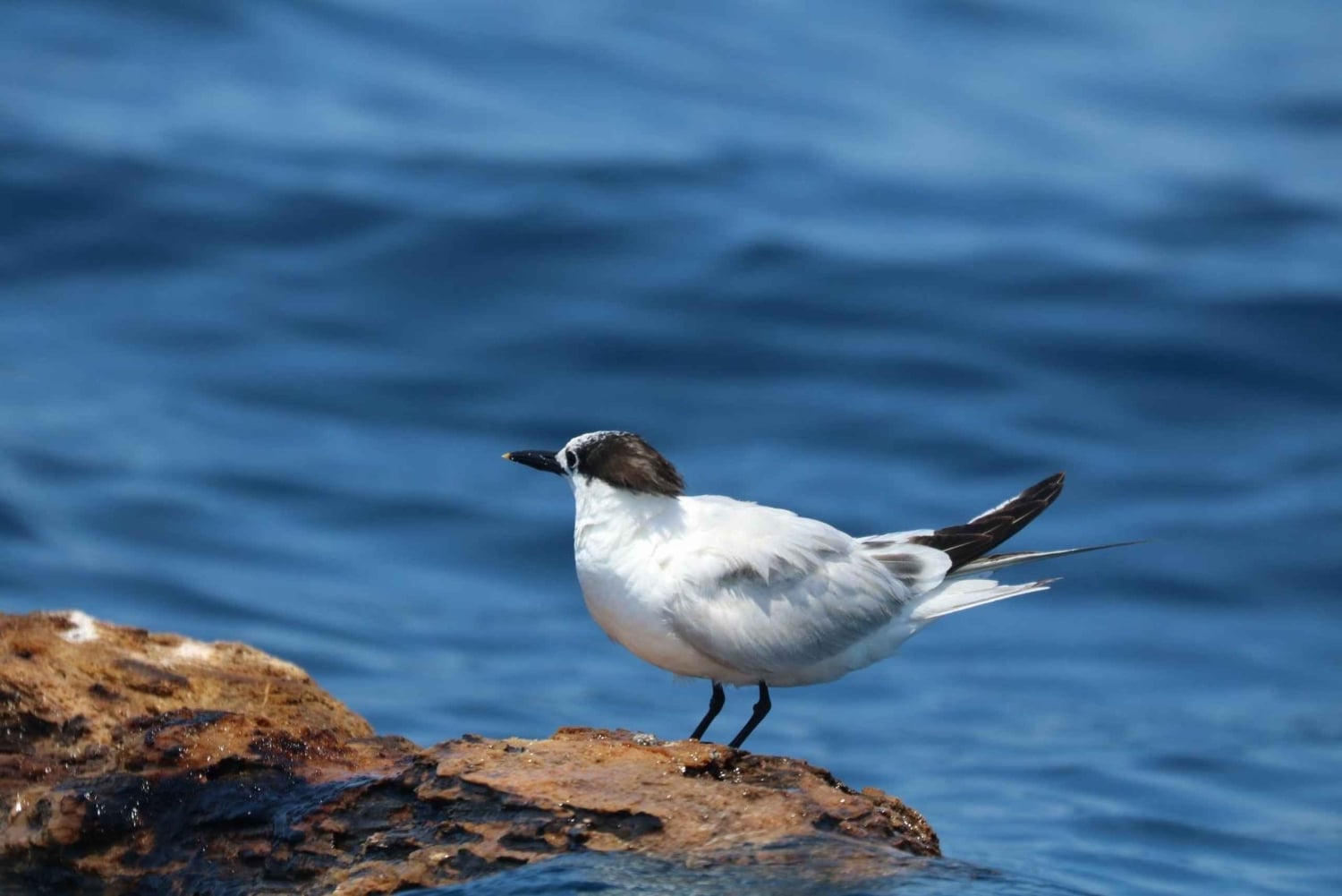Marino Ballena Nationalpark: Bådtur med hvalsafari