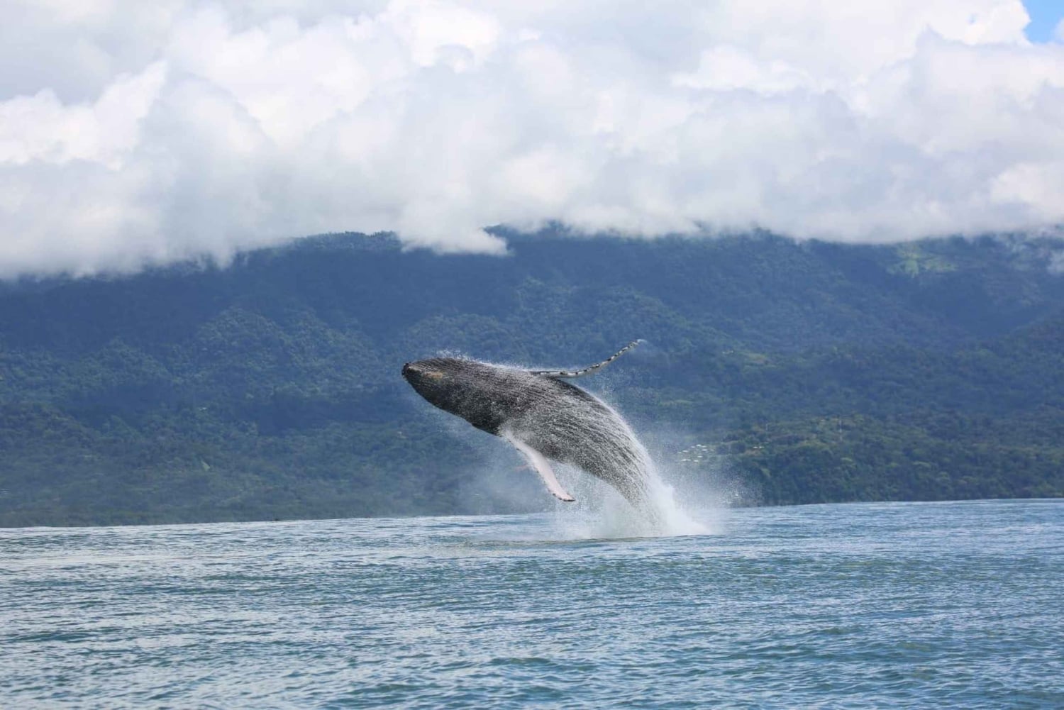 Marino Ballena Nationalpark: Bådtur med hvalsafari