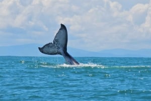 Marino Ballena National Park: Whale Watching Boat Tour