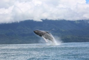 Marino Ballena National Park: Whale Watching Boat Tour