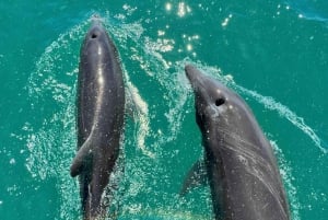 Marino Ballena National Park: Whale Watching Boat Tour