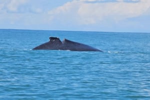 Marino Ballena National Park: Whale Watching Boat Tour