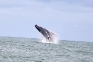 Marino Ballena National Park: Whale Watching Boat Tour