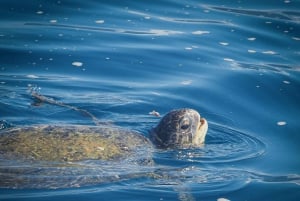 Marino Ballena National Park: Whale Watching Boat Tour