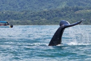 Marino Ballena National Park: Whale Watching Boat Tour