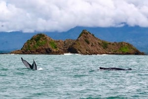 Marino Ballena National Park: Whale Watching Boat Tour