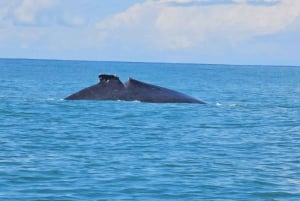 Marino Ballena Nationalpark: Bådtur med hvalsafari