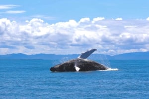 Marino Ballena Nationalpark: Bådtur med hvalsafari