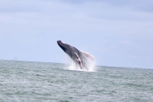 Marino Ballena Nationalpark: Bådtur med hvalsafari