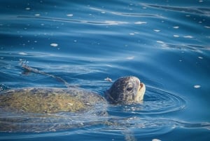 Marino Ballena Nationalpark: Bådtur med hvalsafari