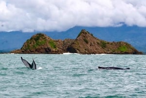 Marino Ballena Nationalpark: Bådtur med hvalsafari