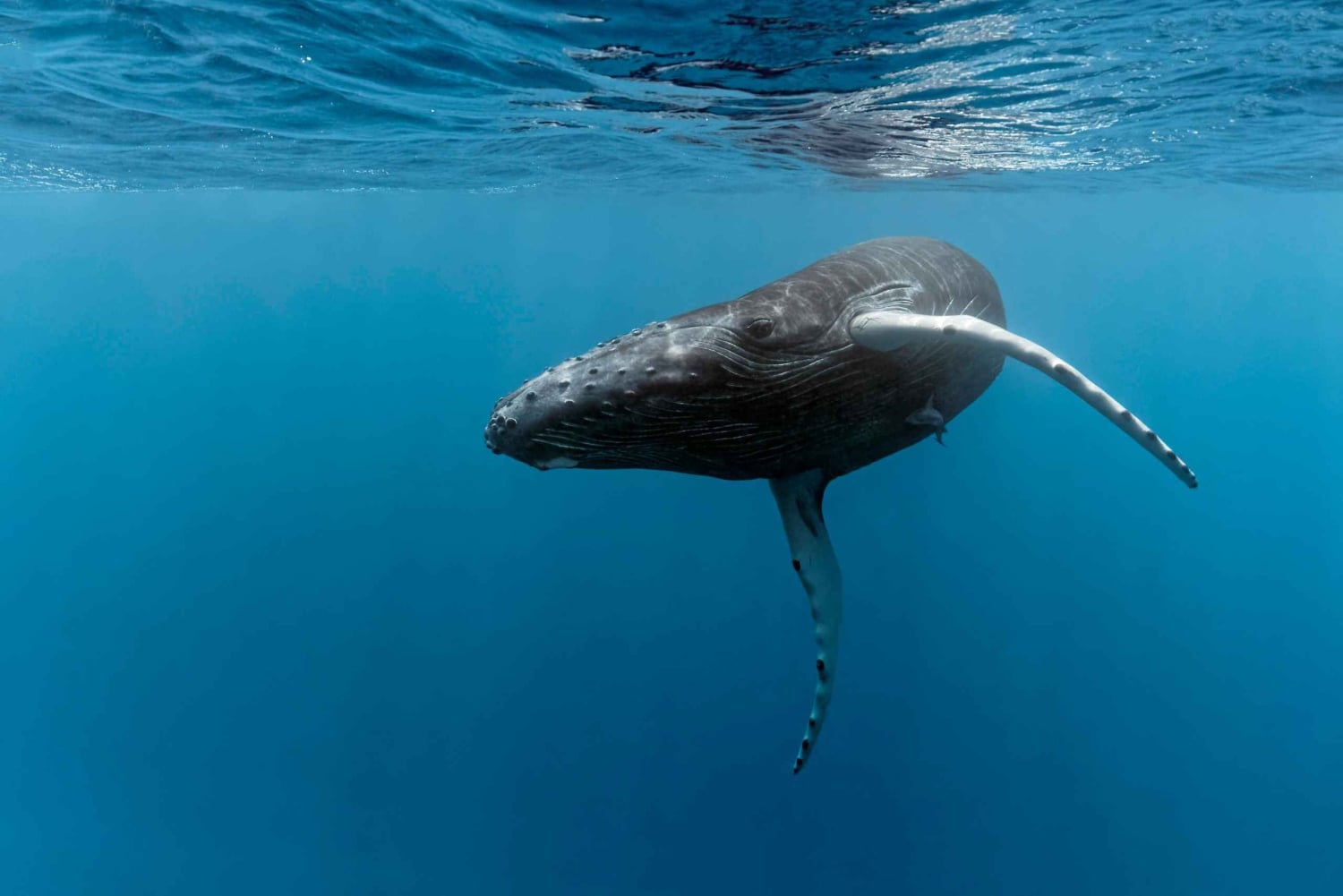 Marino Ballena nationalpark: Valskådning i Uvita