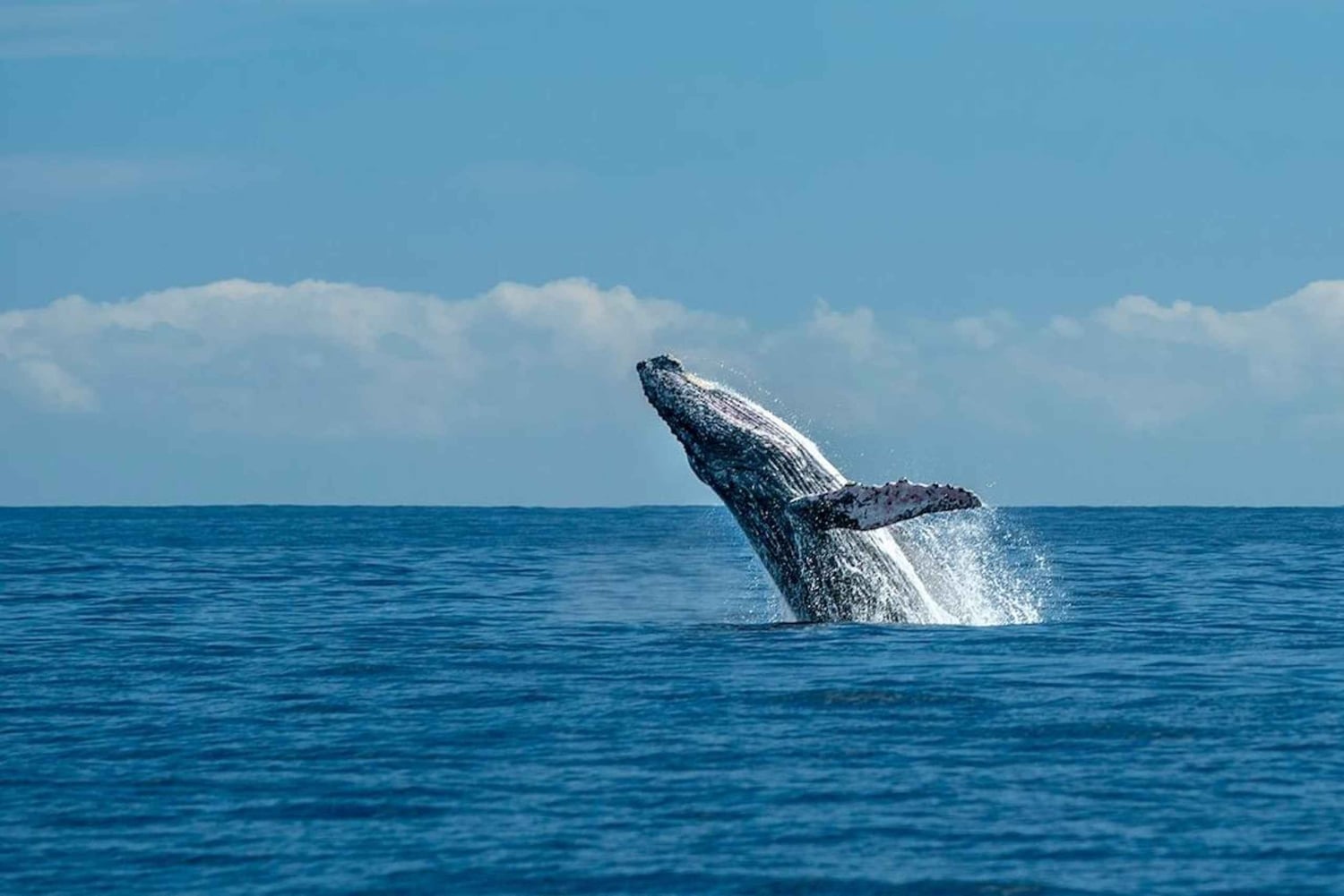 Marino Ballena nationalpark: Valskådning i Uvita