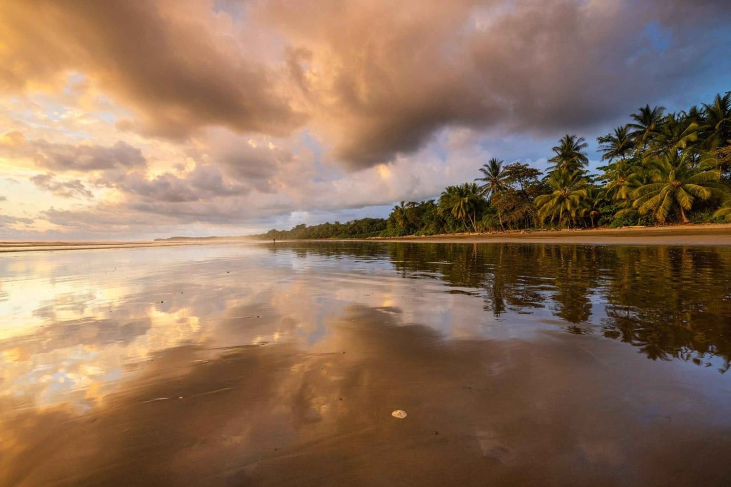 Marino Ballena nationalpark: Valskådning i Uvita