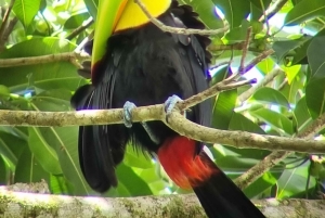 Mistico-riippusillat Arenalissa