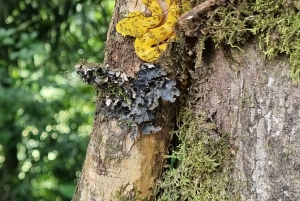 Mistico-riippusillat Arenalissa