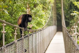 Mistico-riippusillat Arenalissa