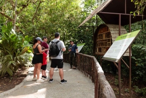 Mistico-riippusillat Arenalissa