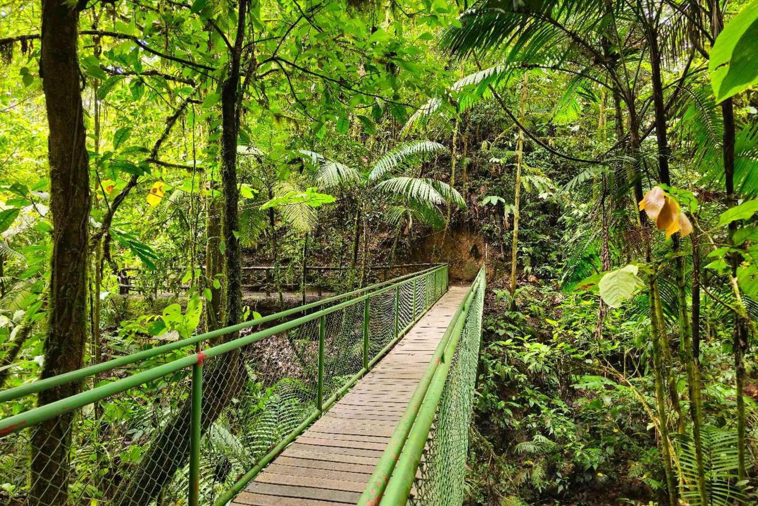 Ponts suspendus de Mistico + transport + guide naturaliste