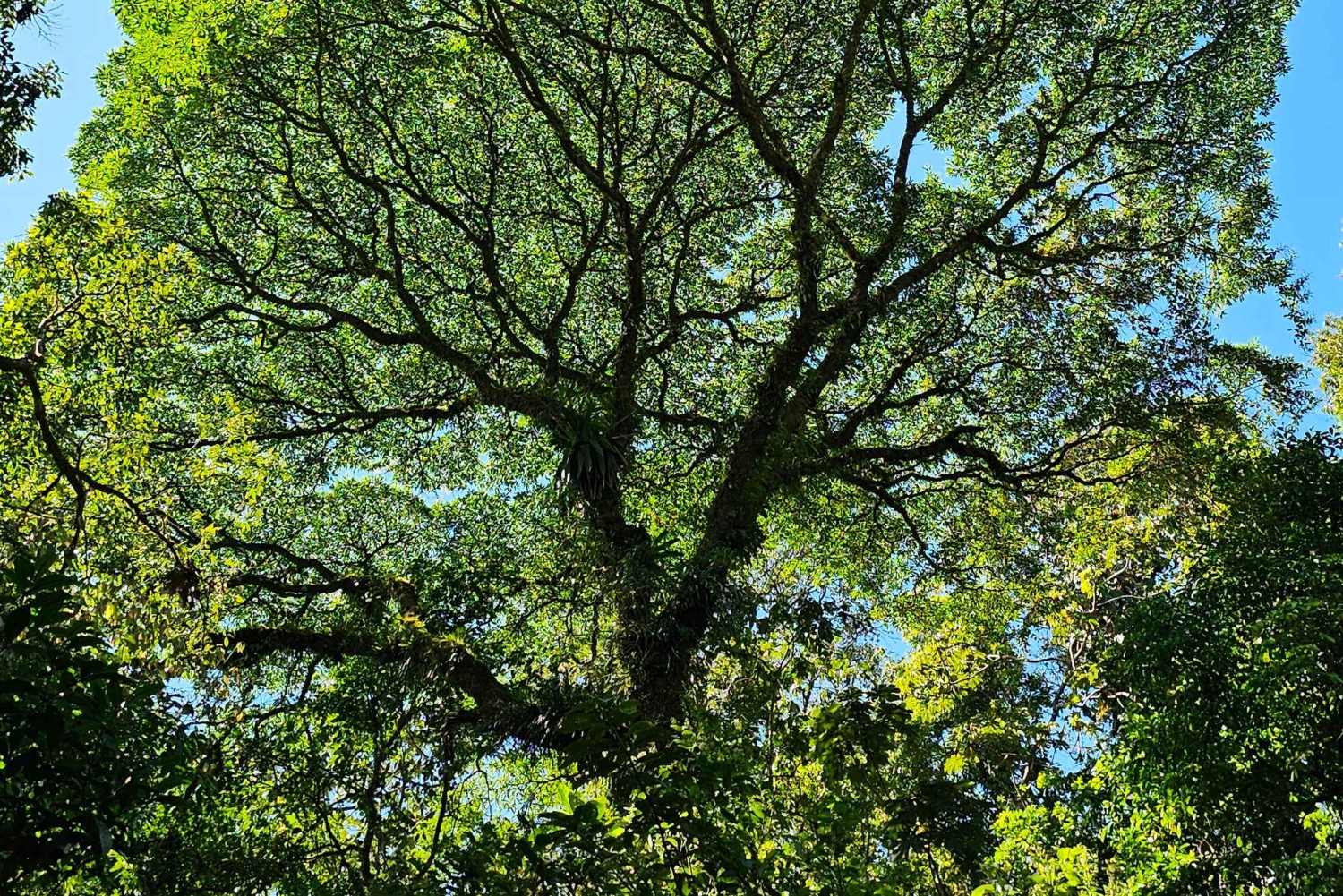 Ponts suspendus de Mistico + transport + guide naturaliste