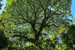 Ponts suspendus de Mistico + transport + guide naturaliste