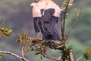 Ponts suspendus de Mistico + transport + guide naturaliste