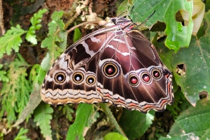 Ponts suspendus de Mistico + transport + guide naturaliste
