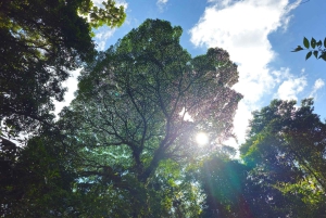Ponts suspendus de Mistico + transport + guide naturaliste