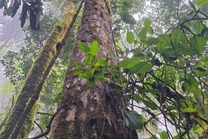 Ponts suspendus de Mistico + transport + guide naturaliste