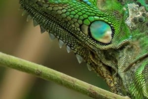 Moin´s Tortuguero canals: Naturalist Kayak Eco Adventure