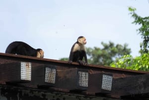 Moin´s Tortuguero canals: Naturalist Kayak Eco Adventure