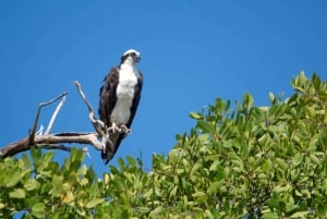 Tamarindo Estuary: Kayak Monkey Tour