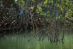 Tamarindo Estuary: Howler Monkey Mangrove Kayaking Tour