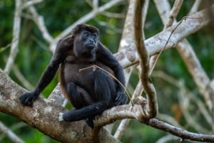 Tamarindo Estuary: Kayak Monkey Tour