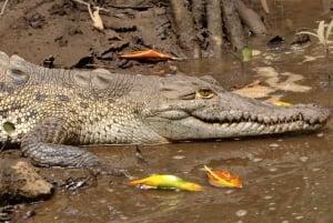 Tamarindo Estuary: Kayak Monkey Tour