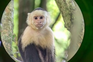 Monkey Mangrove Tour deluxe activity