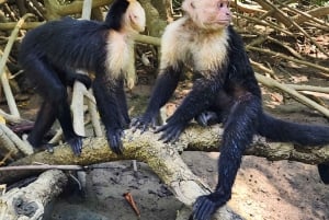 Manuel Antonio : Mangrove boat tour to see animals