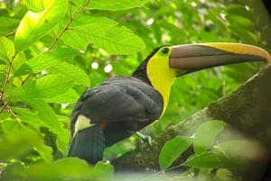 Manuel Antonio : Mangrove boat tour to see animals