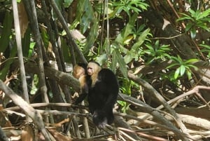 Manuel Antonio : Mangrove boat tour to see animals