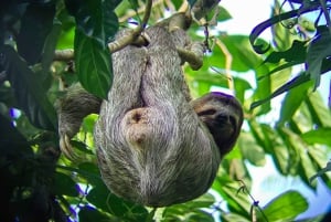 Manuel Antonio : Mangrove boat tour to see animals