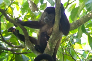 Manuel Antonio : Mangrove boat tour to see animals