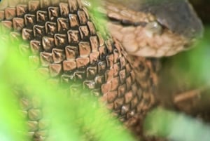 Manuel Antonio : Mangrove boat tour to see animals