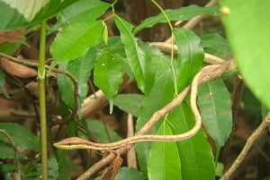 Manuel Antonio : Mangrove boat tour to see animals