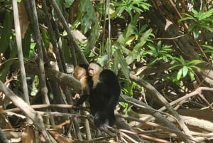 Visite de la mangrove aux singes Manuel Antonio