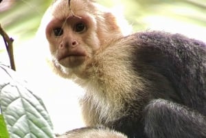 Monkey mangrove tour Quepos Puntarenas