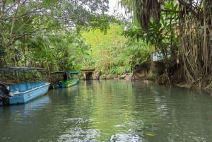 Monkey mangrove tour Quepos Puntarenas