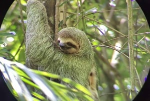 Monkey mangrove tour Quepos Puntarenas