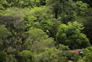 Monteverde: Tirolesa na selva e Tarzan Swing com traslado