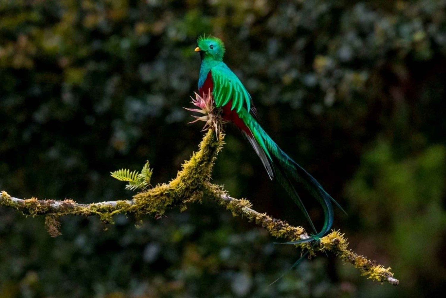 Monteverde ja Santa Elena: Cloud Forest -lintujen tarkkailukierros