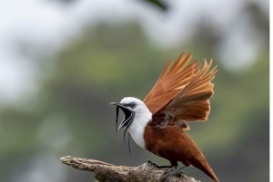 Monteverde och Santa Elena: Molnskogens fågelskådningstur